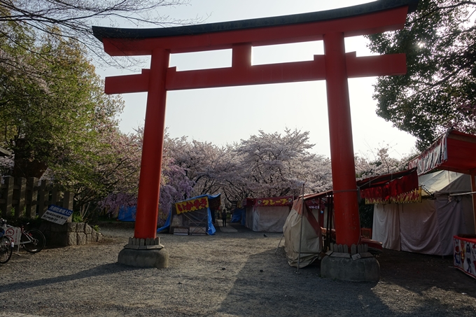 京都桜速報2018_14　No3