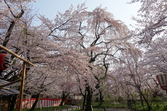 京都桜速報2018_14　No4