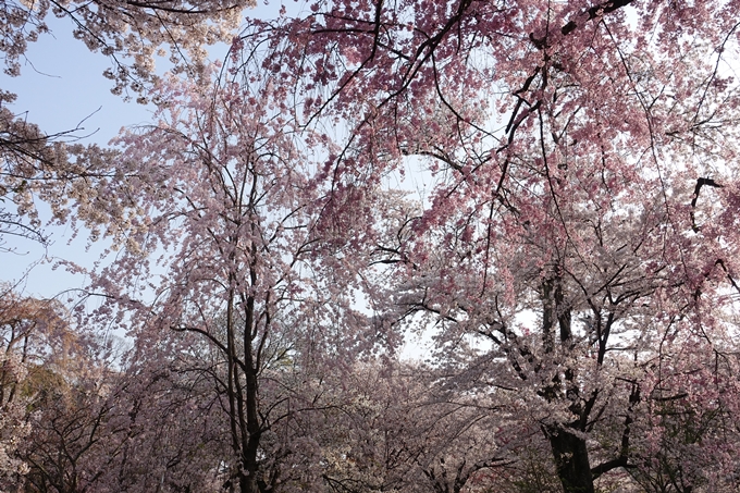 京都桜速報2018_14　No5