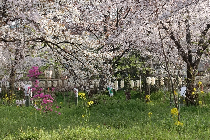 京都桜速報2018_14　No6