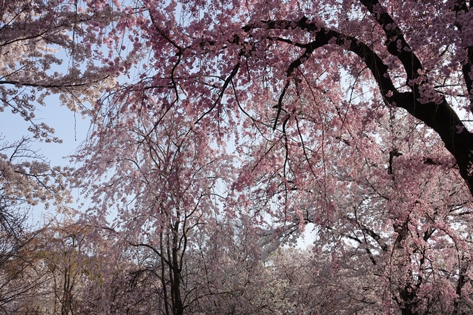 京都桜速報2018_14　No7