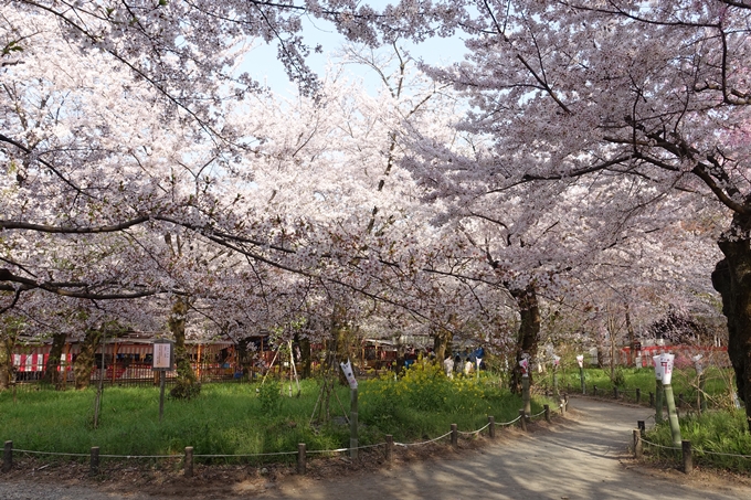 京都桜速報2018_14　No8