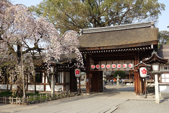 京都桜速報2018_14　No11