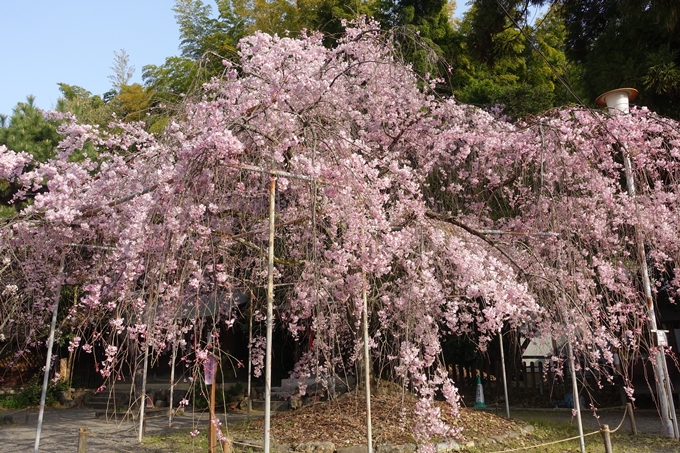 京都桜速報2018_14　No12