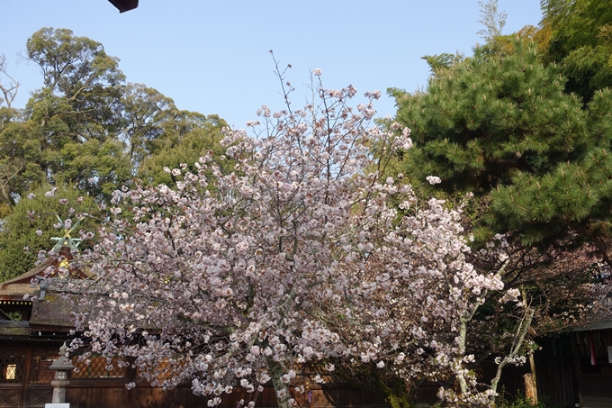 京都桜速報2018_14　No13