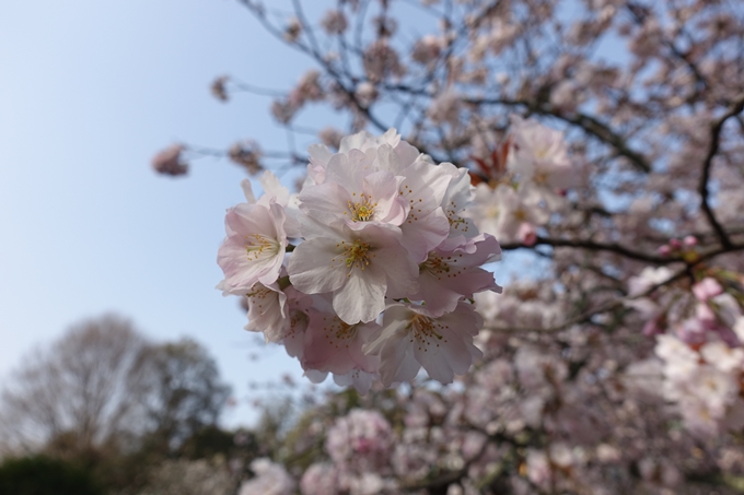 京都桜速報2018_14　No14