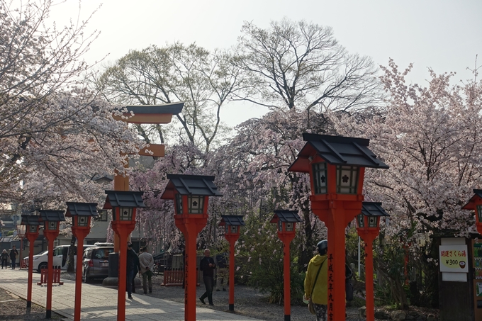 京都桜速報2018_14　No16