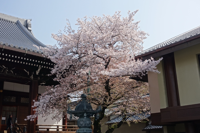 京都桜速報2018_14　No18