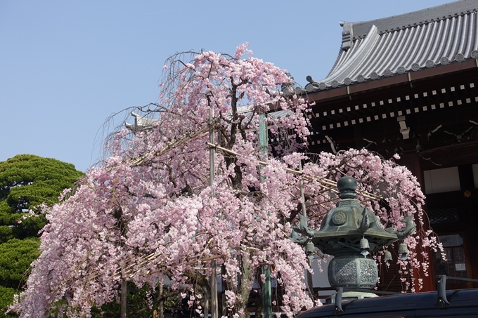 京都桜速報2018_14　No19