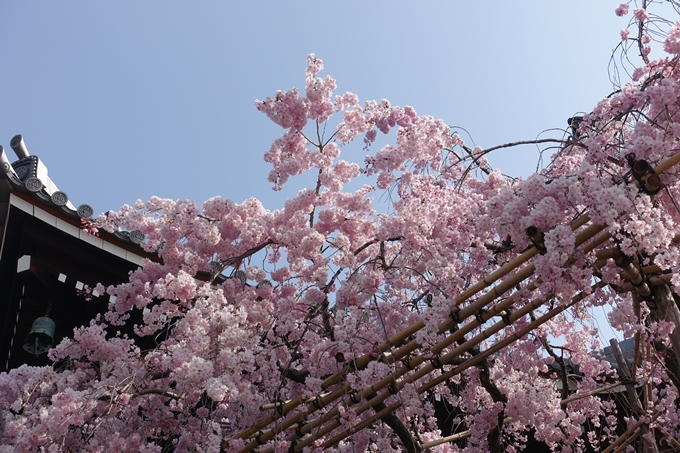 京都桜速報2018_14　No22