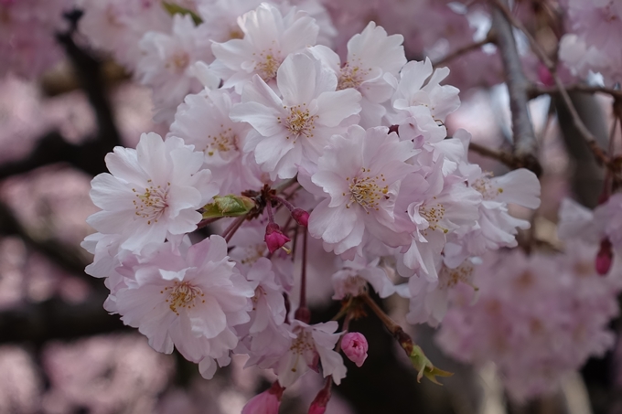 京都桜速報2018_14　No23