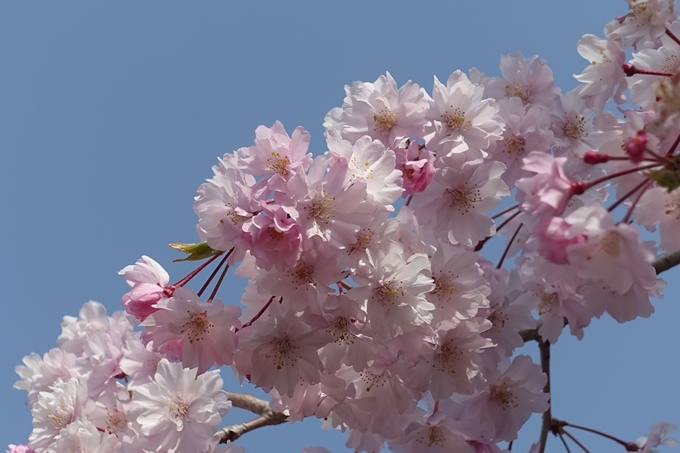 京都桜速報2018_14　No24