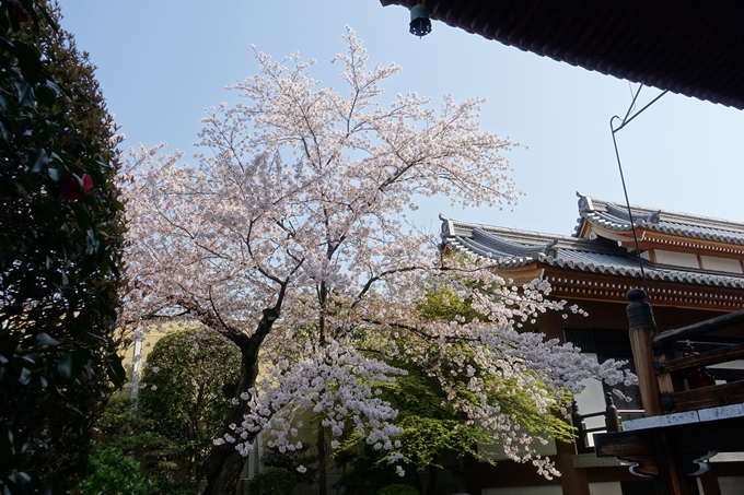 京都桜速報2018_14　No25