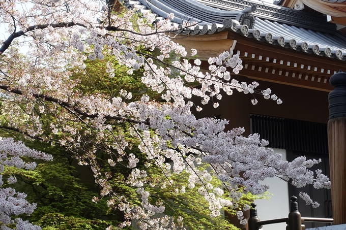 京都桜速報2018_14　No26