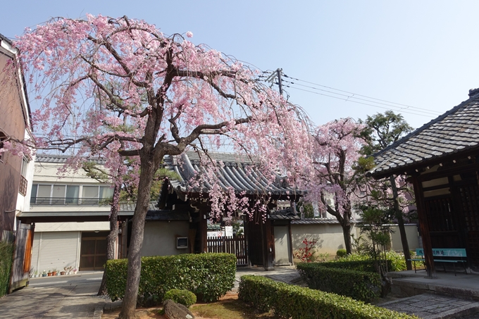 京都桜速報2018_14　No28