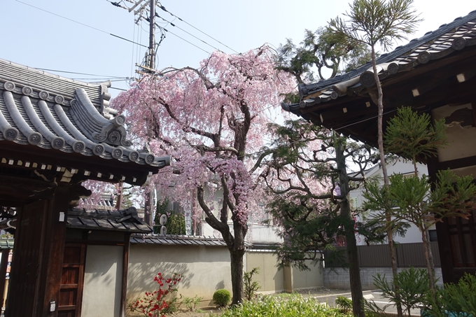 京都桜速報2018_14　No29