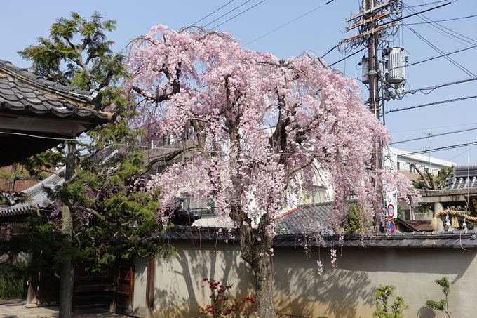 京都桜速報2018_14　No30