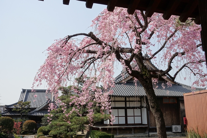 京都桜速報2018_14　No31