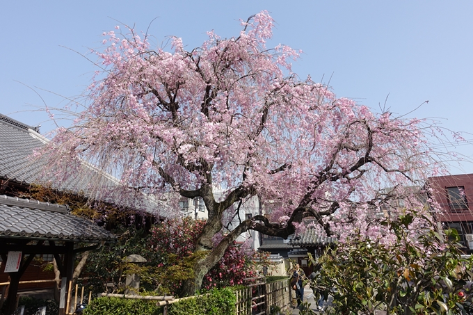 京都桜速報2018_14　No34