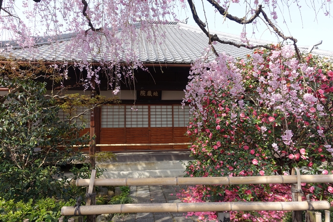 京都桜速報2018_14　No36