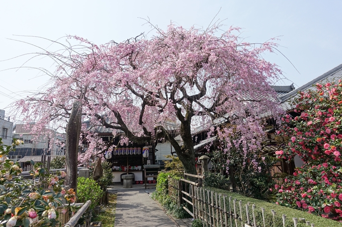 京都桜速報2018_14　No37