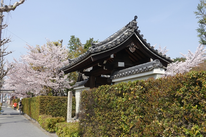 京都桜速報2018_14　No38