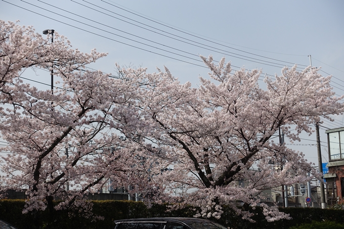 京都桜速報2018_14　No40