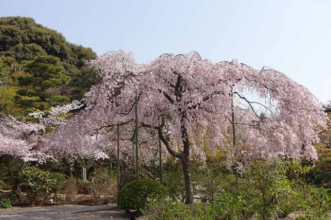 京都桜速報2018_14　No41