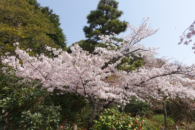 京都桜速報2018_14　No42