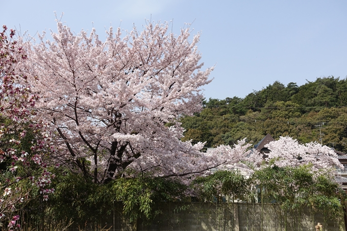 京都桜速報2018_14　No44