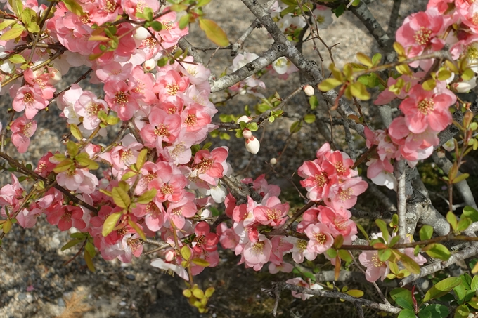 京都桜速報2018_14　No47