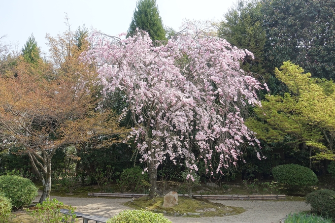 京都桜速報2018_14　No48