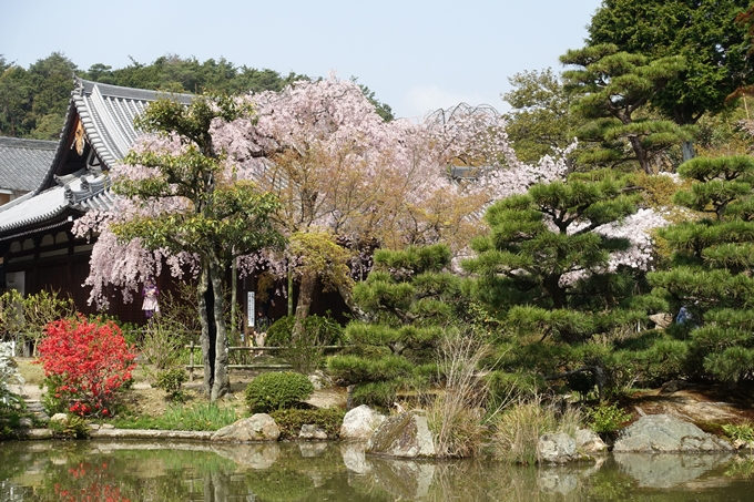 京都桜速報2018_14　No49