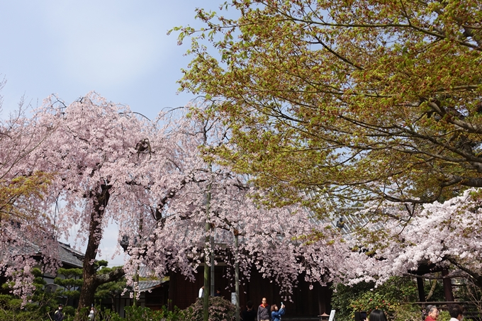 京都桜速報2018_14　No50