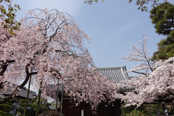 京都桜速報2018_14　No51