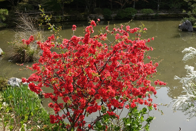 京都桜速報2018_14　No52