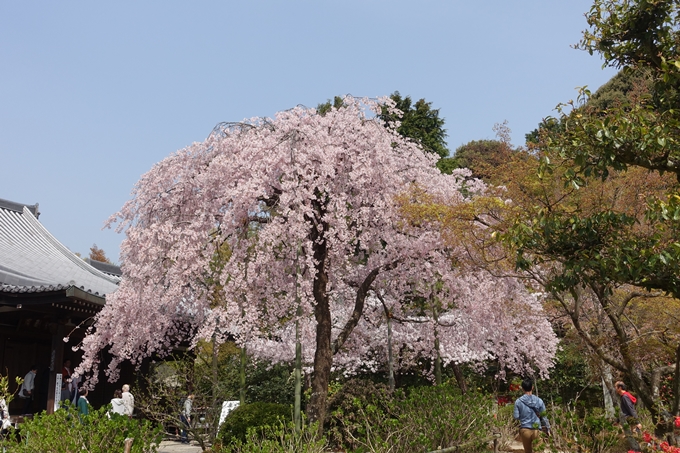 京都桜速報2018_14　No53