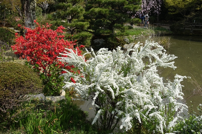 京都桜速報2018_14　No54