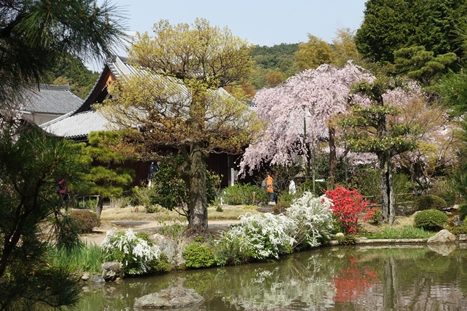 京都桜速報2018_14　No55