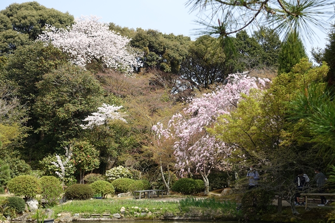 京都桜速報2018_14　No57