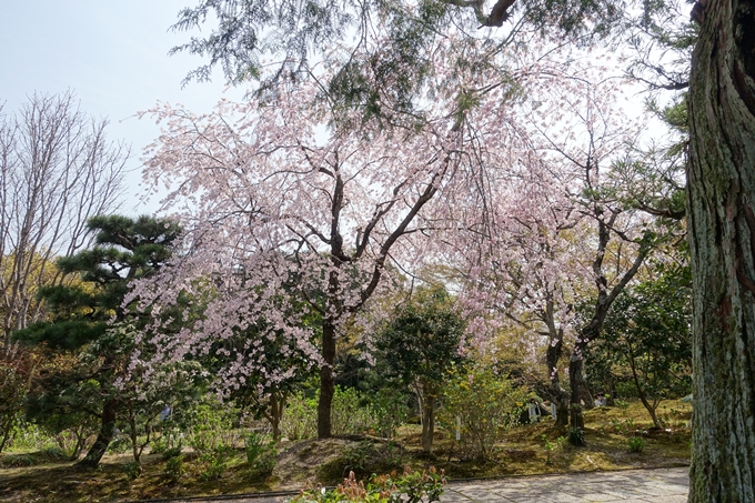 京都桜速報2018_14　No58