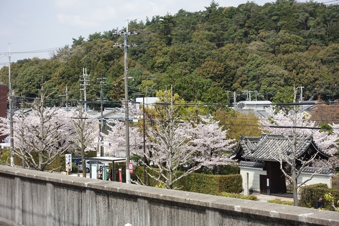 京都桜速報2018_14　No59