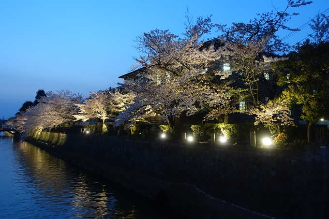 京都桜速報2018_17　No2