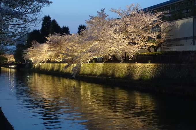 京都桜速報2018_17　No3