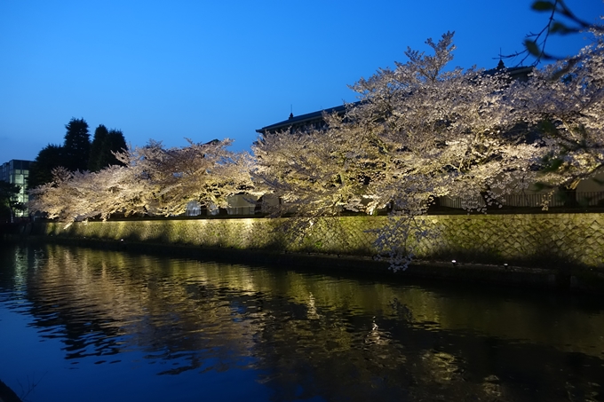 京都桜速報2018_17　No4