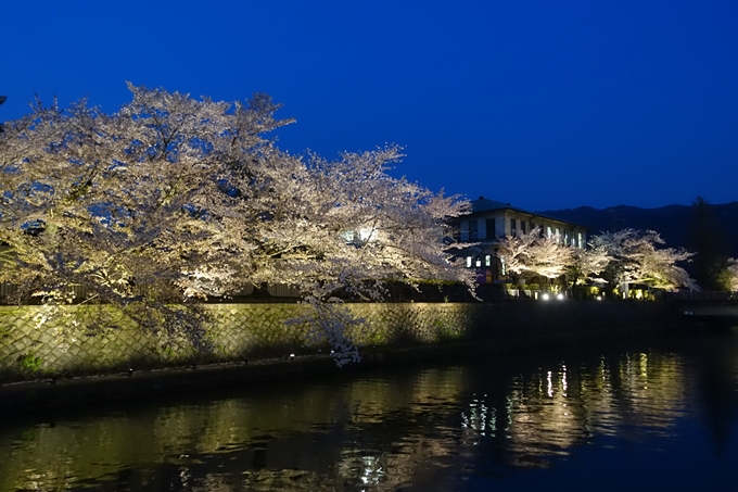 京都桜速報2018_17　No5