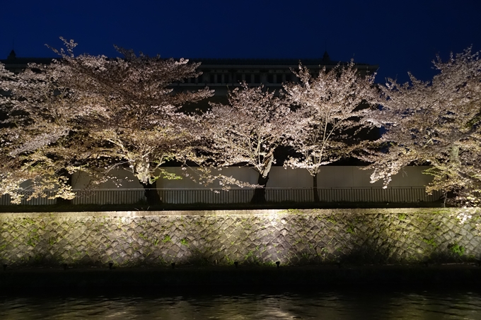 京都桜速報2018_17　No6