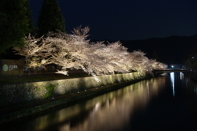 京都桜速報2018_17　No7