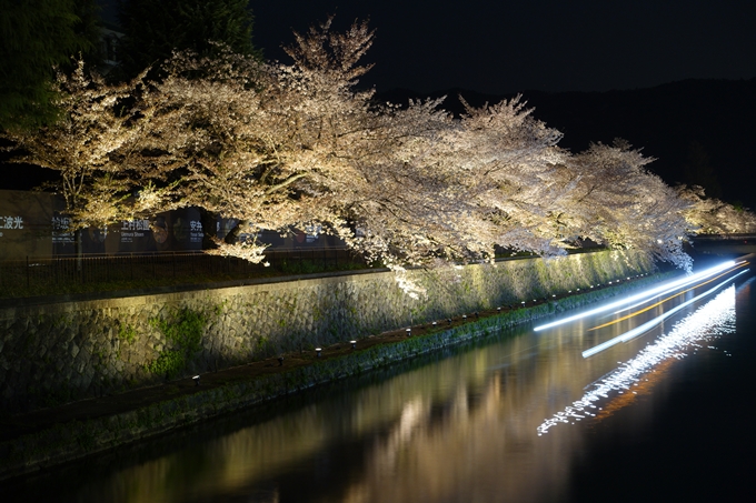 京都桜速報2018_17　No8