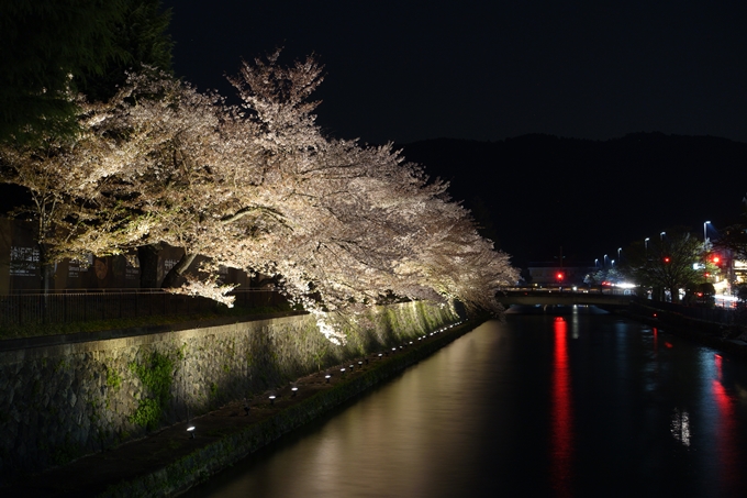 京都桜速報2018_17　No9